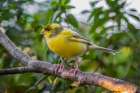 Canary-native to Canary Island Art Print